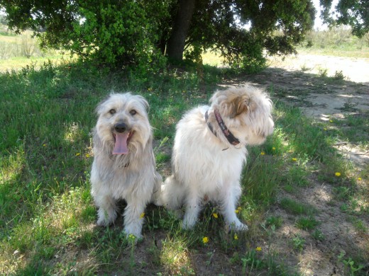 estos son mis dos perritos adoptados Siam y Ada